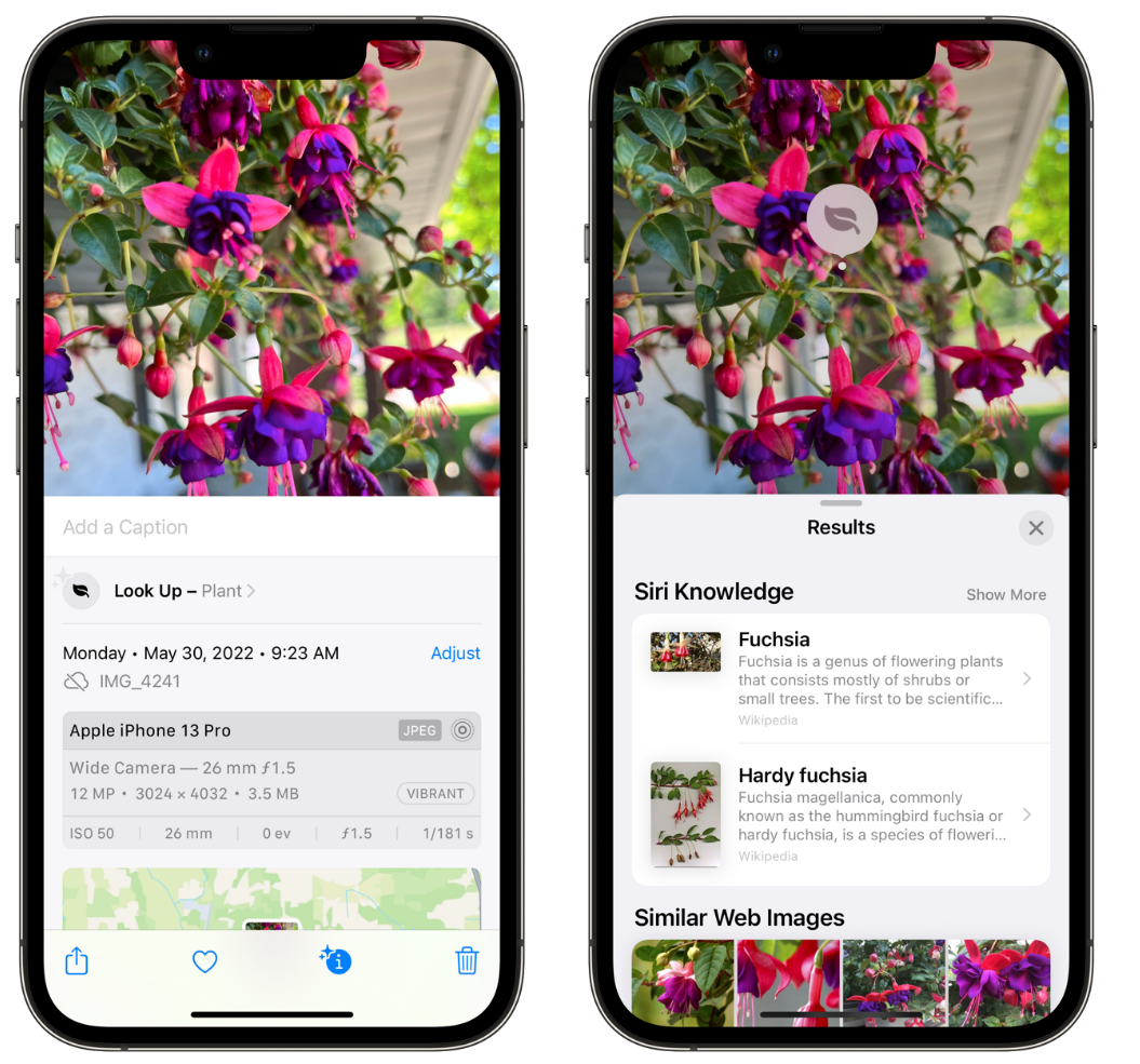 张金镇苹果手机维修分享小技巧：使用 iPhone 相机识别花卉植物 
